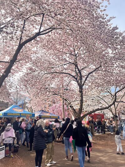 Wooster Square Cherry Blossom Festival 2024 - The WELLthy Mom Blog